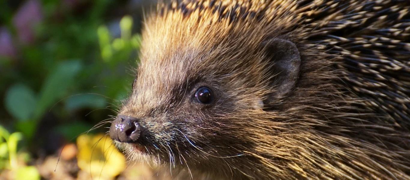 Ιαπωνία: Βούρτσα πήρε την θέση ενός σκαντζόχοιρου σε ζωολογικό κήπο (φώτο)